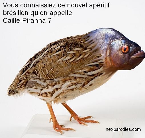 Caille piranha 1