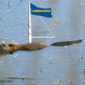 image drole animal castor castorama