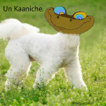 Image drole chien caniche