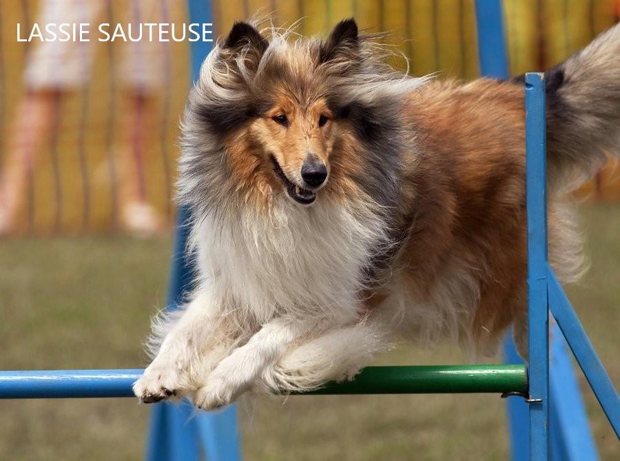 Image drole lassie