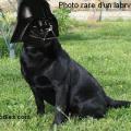 Labrvador