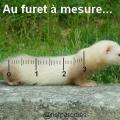 Parodie animaux expression furet a mesure