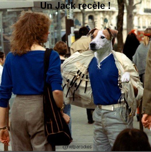 image drole jack russel chien