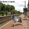 Parodie image detournee animaux bouc a quai bukkake